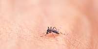 Aedes aegypti é o responsável pela transmissão do zika vírus  Foto: noppharat/Shutterstock