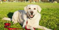 O Labrador Retriever é a sétima raça mais inteligente  Foto: Getty Images 