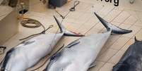 ONG divulgou imagens de tr&ecirc;s baleias abatidas por frota japonesa  Foto: Sea Shepherd  / AFP