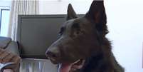O cão policial Jack foi o responsável por engolir o brilhante  Foto: BBC News Brasil