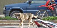 Há cinco anos, cachorro volta ao local em que o dono morreu  Foto: Jorge Abrego / EFE