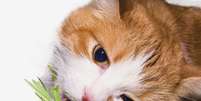 Erva não causa dependência nos gatos nem tem efeitos em seus donos  Foto: Getty Images 