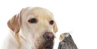 <p>Antes de colocar uma calopsita no ambiente em que vive um cachorro é preciso avaliar o temperamento do pet</p>  Foto: Getty Images 