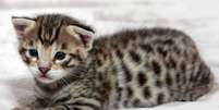<p>O Ashera é o gato mais caro do mundo e é criado em laboratórios dos Estados Unidos</p>  Foto: Getty Images 
