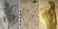 Fósseis de animais encontrados em Liaoning  Foto: Baoyu Jiang / BBC News Brasil