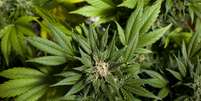 <p>Os residentes de Wasington DC também poderão cultivar três pés de maconha em casa se a legalização da erva for aprovada</p>  Foto: Getty Images 