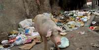 <p>Porcos remexem no lixo acumulado em São Cristóvão durante paralisação dos garis do Rio de Janeiro, em greve desde sábado</p>  Foto: Mauro Pimentel / Terra