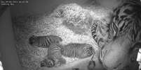 Os tigres-de-Sumatra são uma das espécies mais raras de felinos do mundo e estão ameaçados de extinção  Foto: AP