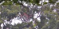 Animal estava em cima de uma &aacute;rvore a cerca de 10 metros de altura do solo  Foto: Divulga&ccedil;&atilde;o
