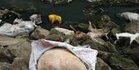 <p>157 porcos mortos foram encontrados em rio da China, aumentando as preocupações com um prolema antigo no país, o de contaminação de alimentos</p>  Foto: Getty Images 