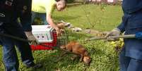 Cão foi encaminhado para tratamento em uma clínica veterinária  Foto: Divulgação