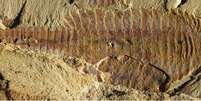 Fóssil encontrado tem 520 milhões de anos  Foto: Reuters