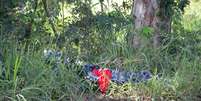 <p>Corpo de mulher foi encontrado dentro de sacos de lixo na zona sul de Vitória da Conquista</p>  Foto: Anderson Oliveira / vc repórter