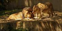 Leão morreu infectado por Antraz em zoológico na Hungria; outros animais estão sendo monitorados  Foto: Getty Images 