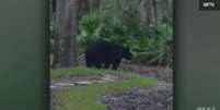 <p>Nesta época, os ursos procuram comida após período de hibernação no inverno</p>  Foto: CNN / Reprodução