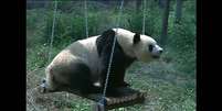 Um panda gigante que ficou deprimida após seu companheiro ser enviado para outro zoológico   Foto: BBC News Brasil