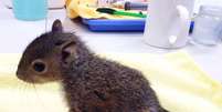 <p>A filhote teve pata engessada para recuperar osso quebrado</p>  Foto: Facebook/City Wildlife / Reprodução