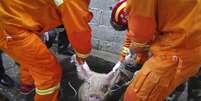 Bombeiros tiveram trabalho para resgatar o animal  Foto: Reuters