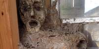 Um enorme ninho de vespas se fundiu com uma escultura em madeira de um rosto humano assustado   Foto: The Mirror / Reprodução