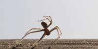 <p>Aranha da espécie Cebrennus rechenbergi faz suas rotações em terrenos planos, declives e até mesmo em aclives</p>  Foto: Prof. Dr. Rechenberg / Divulgação