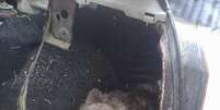 O filhote de urso mordeu e arranhou todo o porta-malas do grego de 43 anos  Foto: Daily Mail / Reprodução