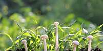 O fungo filtra a matéria orgânica para a absorção das plantas. Se brotaram, é sinal de que o jardim está bem nutrido  Foto: MeePoohyaPhoto/Shutterstock