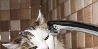 <p>&Eacute; preciso manter o gato sempre hidratado para evitar a SUF</p>  Foto: Getty Images 