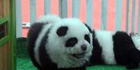 "Cachorro-panda" é novo sucesso em pet shops chineses  Foto: Reprodução