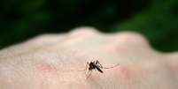 <p>A dengue é transmitida pela picada do mosquito Aedes aegypti</p>  Foto: Getty Images