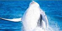 <p>Aumento da população das baleias é resultado de ações governamentais, aliadas aos esforços da sociedade civil</p>  Foto: Instituto Baleia Jubarte / Divulgação