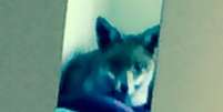 <p>Quando abriram a porta do quarto de hóspedes, o casal encontrou a raposa deitada tranquilamente em cima da cama.</p>  Foto: Mirror / Reprodução