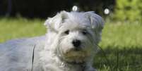 <p>West Highland White Terrier</p>  Foto: Getty Images 