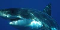 <p>Tubarão branco é, até hoje, o peixe predador de maiores dimensões conhecido pelos pesquisadores. </p>  Foto: Wikimedia