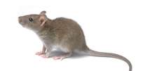 <p>Alguns ratos se mostraram arrependidos e quiseram voltar atrás nas escolhas feitas durante o estudo</p>  Foto: Getty Images 