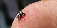 <p>Vírus da dengue é transmitido pelo mosquito Aedes Aegypti</p>  Foto: Eco Desenvolvimento
