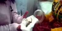 <p>Um lagarto teria nascido no lugar de um bebê na Indonésia</p>  Foto: Youtube / Reprodução