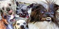 <p>Montagem mostra&nbsp;alguns dos principais participantes do Concurso do Cachorro Mais Feio do Mudo</p>  Foto: Twitter