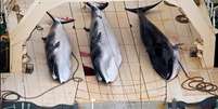 <p><i>O</i> Japão assinou uma moratória à caça de baleias em 1986, mas continuou caçando os animais, segundo o país, para pesquisa</p>  Foto: Twitter
