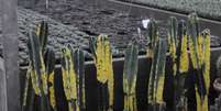 Até mesmo a venda de cactos aumenta durante a Copa  Foto: Unisinos