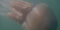 <p>A água-viva pode pode pesar até 20kg</p>  Foto: BBC News Brasil