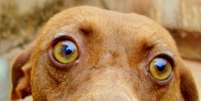 <p>Estudo garante que formato dos olhos, a cor da íris e as marcas faciais caninas fazem parte de um sistema de comunicação</p>  Foto: [JP] Corrêa Carvalho - JH-F' (HD3 / Flickr