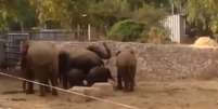 <p>Os animais fizeram um círculo na tentativa de proteger os mais novos</p>  Foto: Youtube