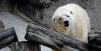 <p>Urso de 29 anos foi visto cabisbaixo, dando voltas na jaula e apresentava um comportamento que alguns compararam à depressão</p>  Foto: Getty Images 