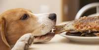 <p>Sistema digestivo dos cães não é preparado para os mesmos alimentos que os humanos consomem</p>  Foto: Getty Images 