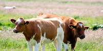 <p>Rebanho continha cerca de 20 vacas e alguns bezerros</p>  Foto: Marianne de Wit / Flickr