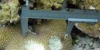 <p>O detalhe mostra a mordida de um peixe-papagaio gigante sobre um coral</p><p> </p>  Foto: BBC News Brasil