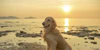 <p>Golden retriever </p>  Foto: Getty Images 