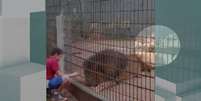 <p>Vrajmany dá pedaços de frango para leão em zoológico</p>  Foto: Reprodução