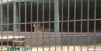 Milhares já assinaram petição, apesar de zoo descartar sacrifício de tigre  Foto: CATVE / Reprodução