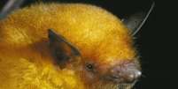 A espécie da Bolívia tinha sido confundida com a Myotis simus  Foto: Marco Tschapka / BBC News Brasil